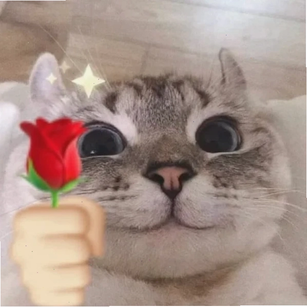 Mèo hôn meme tinh nghịch mèo hôn meme tinh nghịch