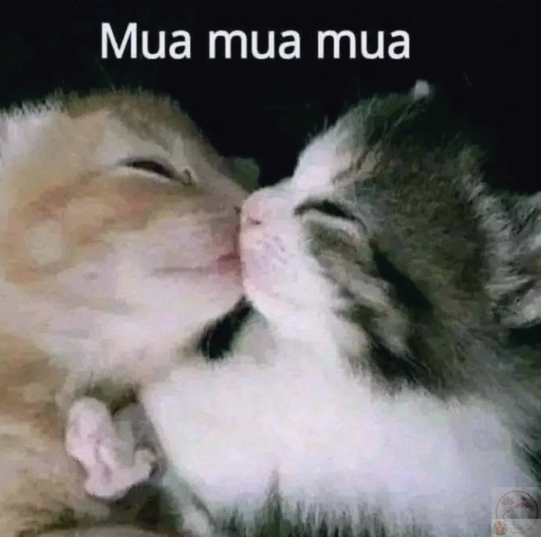Mèo hôn meme vui nhộn mèo hôn meme vui nhộn