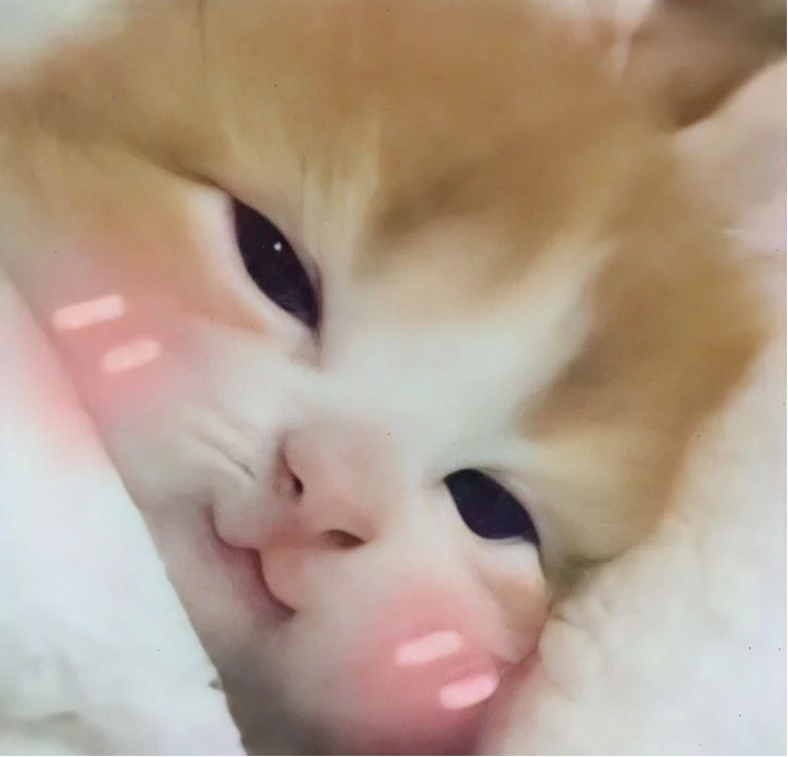 Mèo hôn meme xinh xắn mèo hôn meme xinh xắn