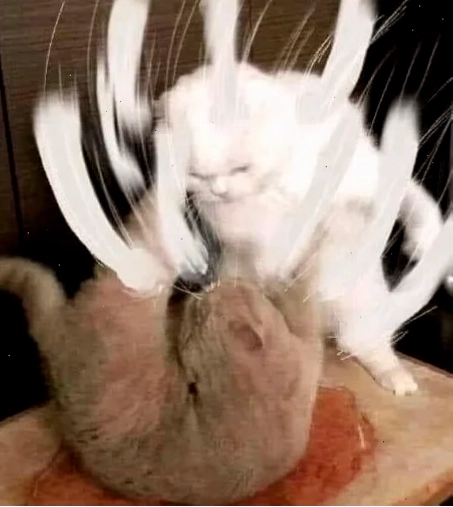 mèo đánh nhau mèo lầy lội