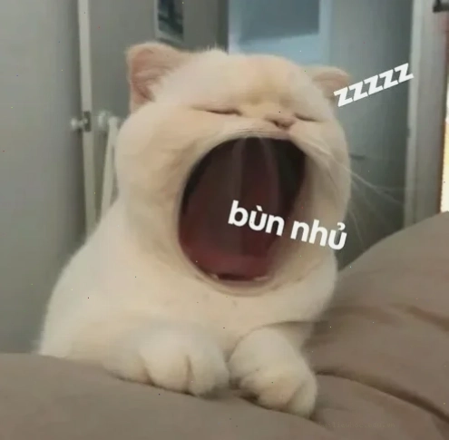 Mèo ngủ gật Mèo ngủ gật trên bàn trong ảnh meme mèo đi ngủ