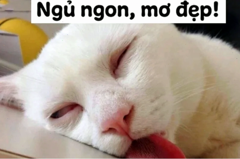 mèo ngủ meme mèo ngủ meme bên cạnh laptop