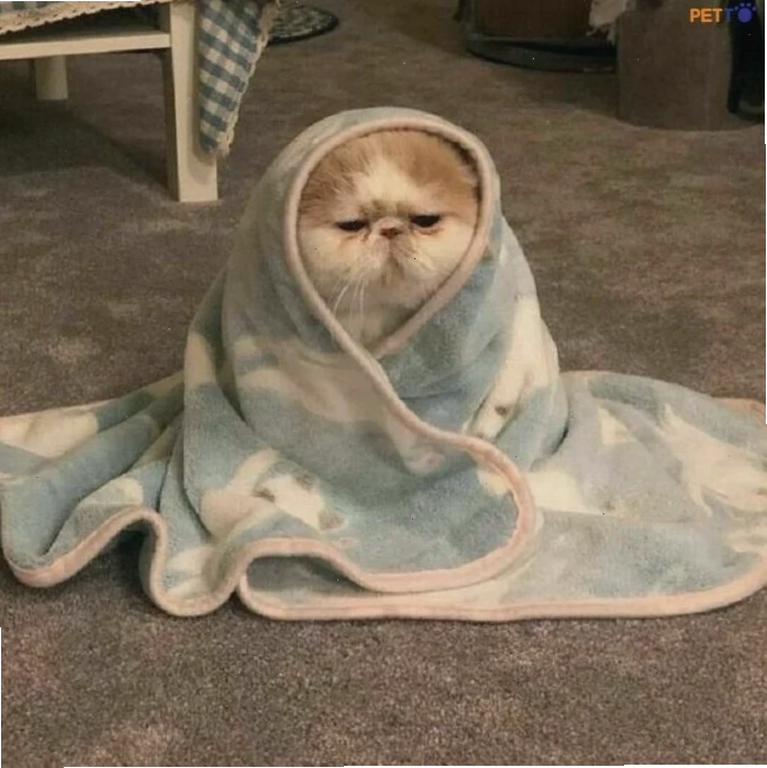 mèo ngủ meme mèo ngủ meme bên gối