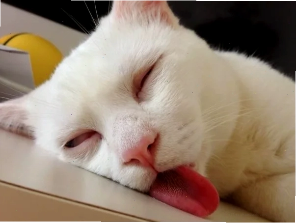mèo ngủ meme mèo ngủ meme chảy nước miếng