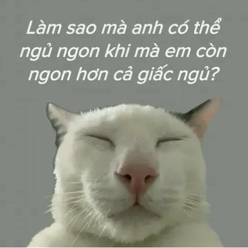 mèo ngủ meme mèo ngủ meme cuộn mình