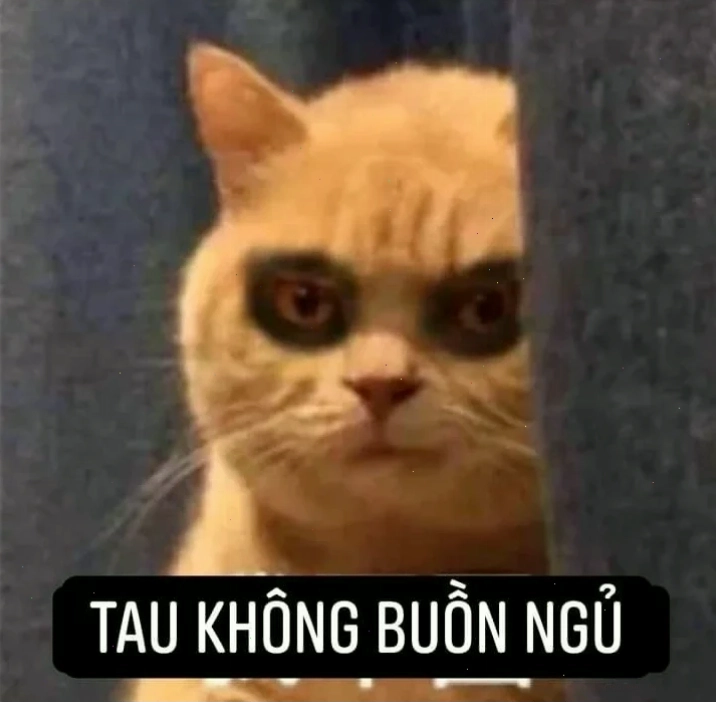 mèo ngủ meme mèo ngủ meme giữa hộp carton