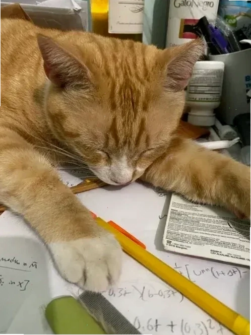 mèo ngủ meme mèo ngủ meme khi xem phim