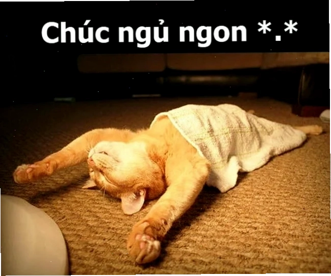mèo ngủ meme mèo ngủ meme lim dim