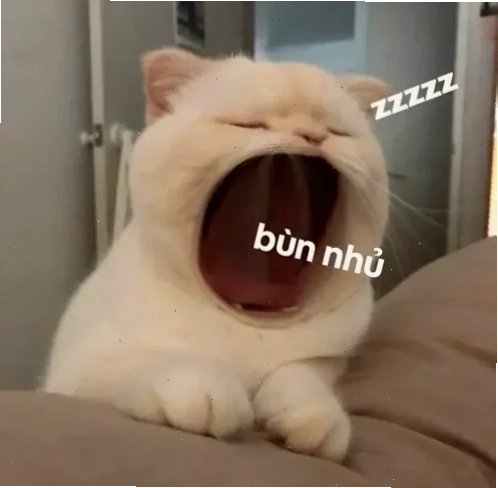 mèo ngủ meme mèo ngủ meme lim dim
