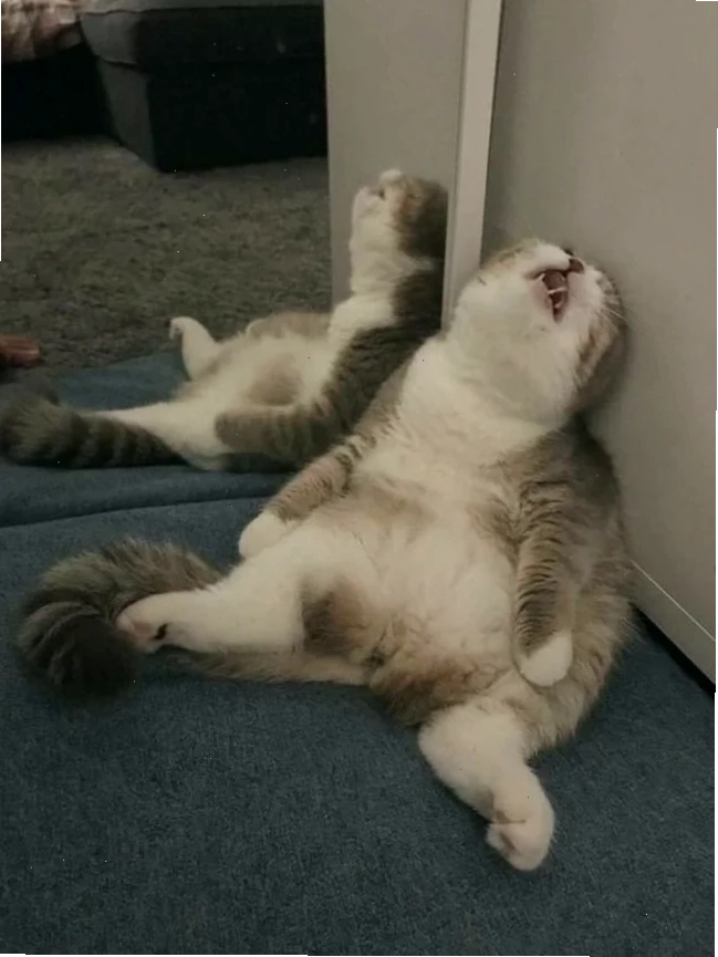 mèo ngủ meme mèo ngủ meme ngáy khò khò