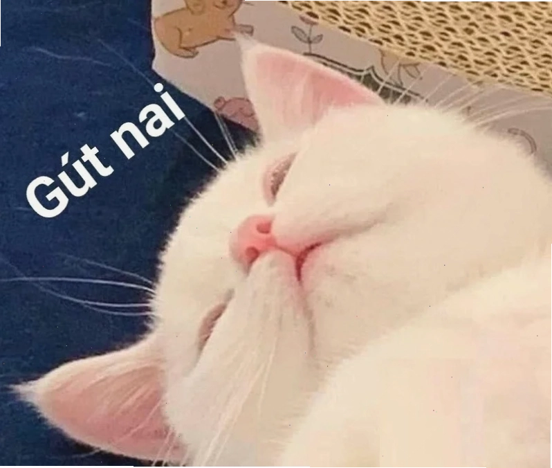 mèo ngủ meme mèo ngủ meme ngơ ngác