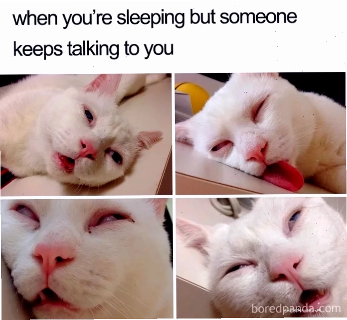 mèo ngủ meme mèo ngủ meme thỏa mãn