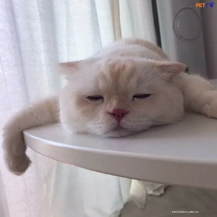 mèo ngủ meme mèo ngủ meme trên ghế sofa