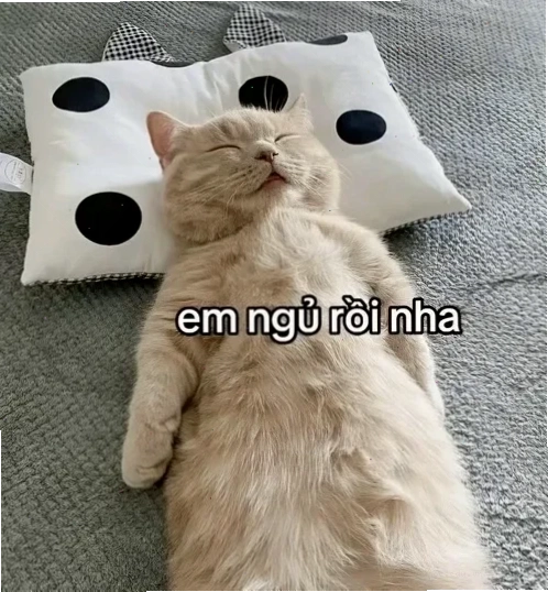 mèo ngủ meme mèo ngủ meme trên người chủ