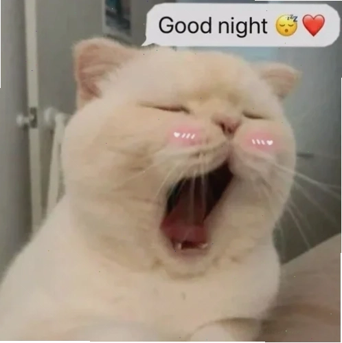 mèo ngủ meme mèo ngủ meme trong ánh nắng