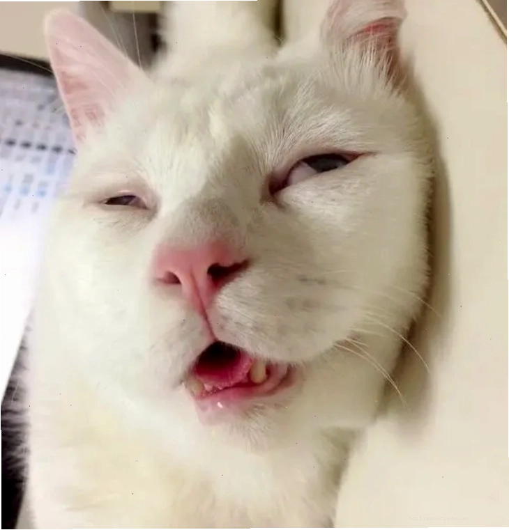 mèo ngủ meme mèo ngủ meme trong chậu hoa