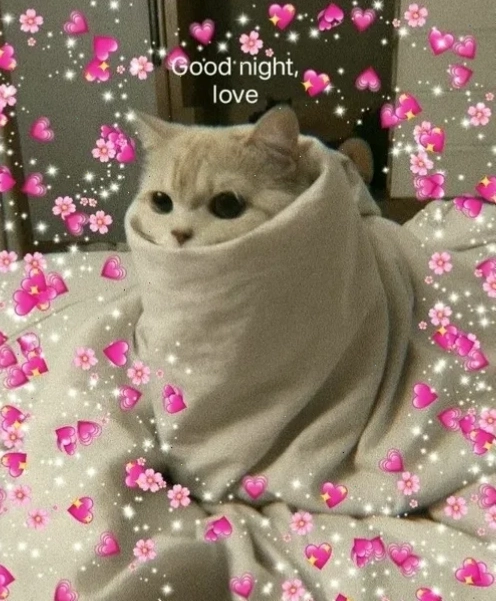 mèo ngủ meme mèo ngủ meme trong giỏ đồ