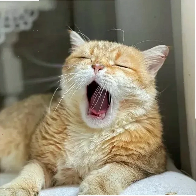mèo ngủ meme mèo ngủ meme trong hộp giấy
