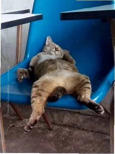 mèo ngủ meme mèo ngủ meme uể oải