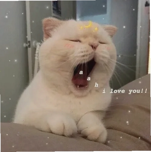 Mèo ngủ ngon Mèo ngủ ngon lành trong ảnh meme mèo đi ngủ