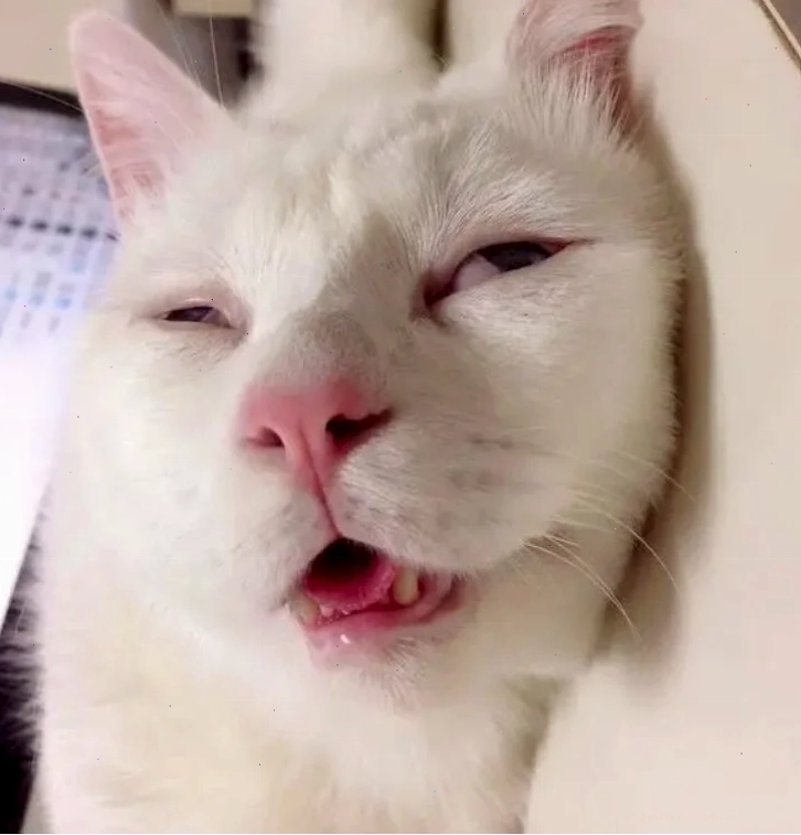 Mèo trên gối Mèo ngủ trên gối trong bộ sưu tập meme mèo đi ngủ