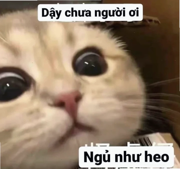 Mèo ngủ lạ Mèo ngủ với tư thế kỳ lạ trong meme mèo đi ngủ