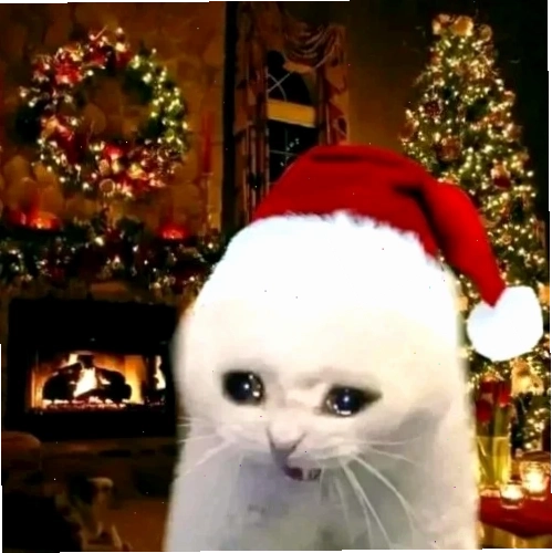 Chú mèo bất ngờ khi đội mũ Noel Mèo noel meme đội mũ đỏ với vẻ mặt ngơ ngác