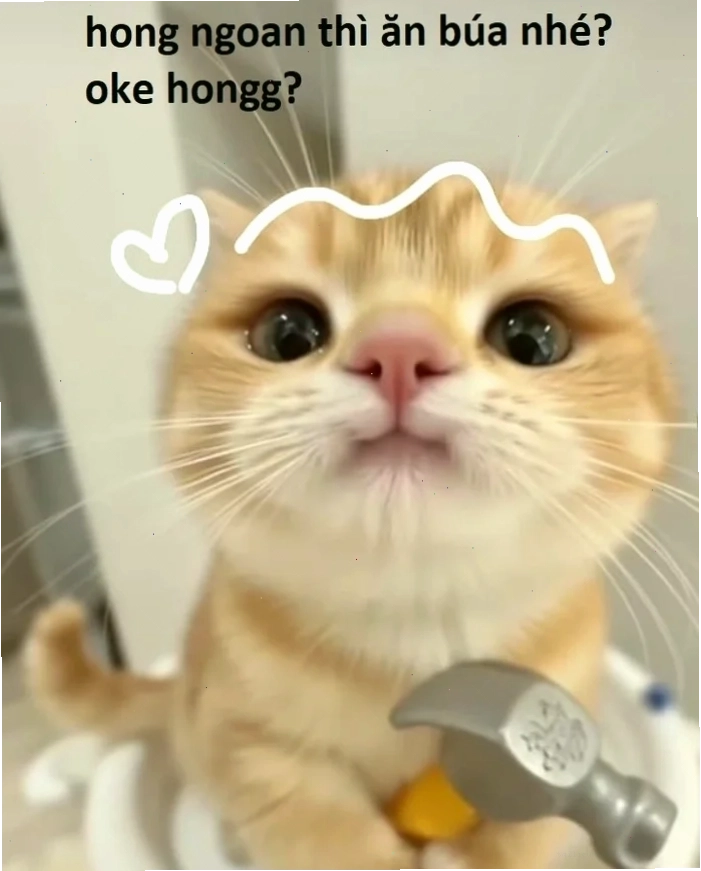Mèo ok cuối cùng mèo ok meme