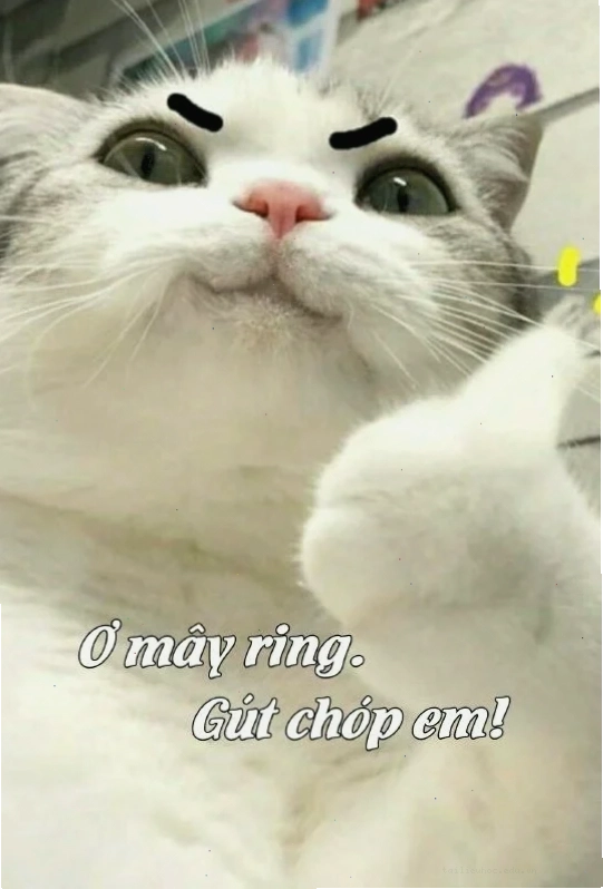 Mèo ok quậy phá mèo ok meme