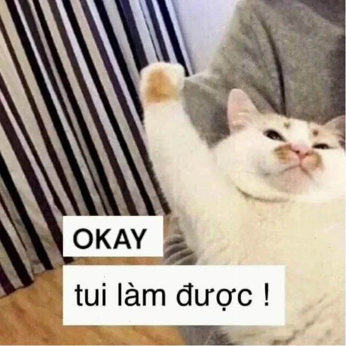 Mèo ok đời thực mèo ok meme