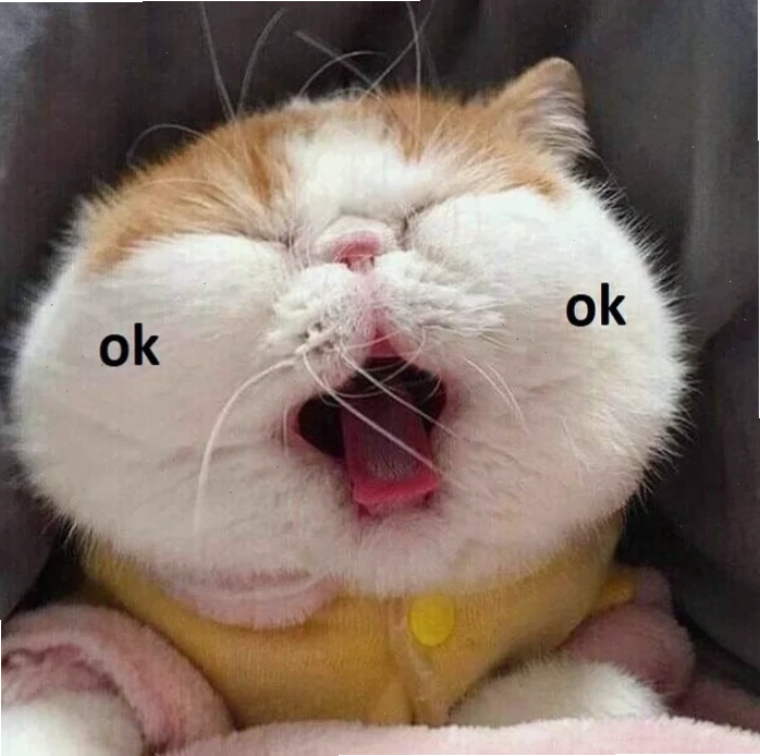 Mèo ok buồn ngủ mèo ok meme