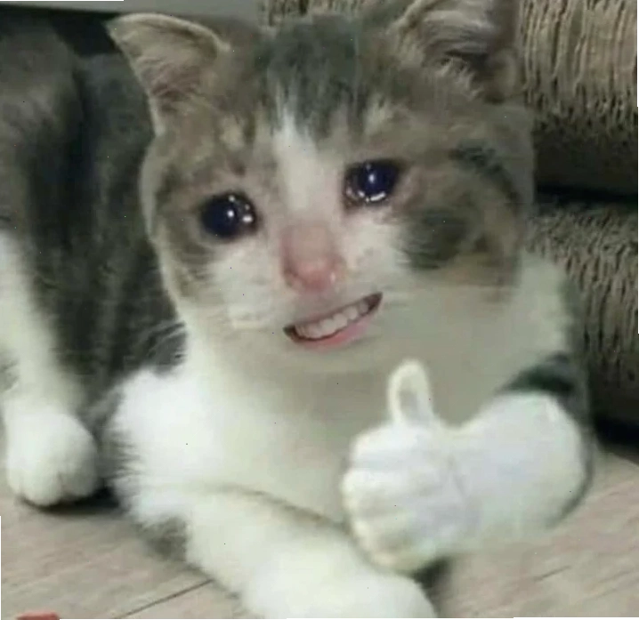Mèo ok thắc mắc mèo ok meme