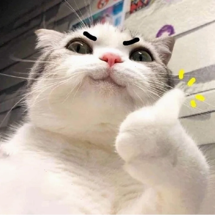 Mèo ok cực chất mèo ok meme