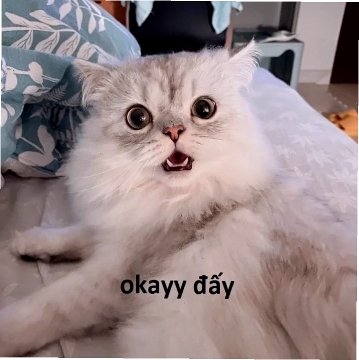 Mèo ok bạn thân mèo ok meme