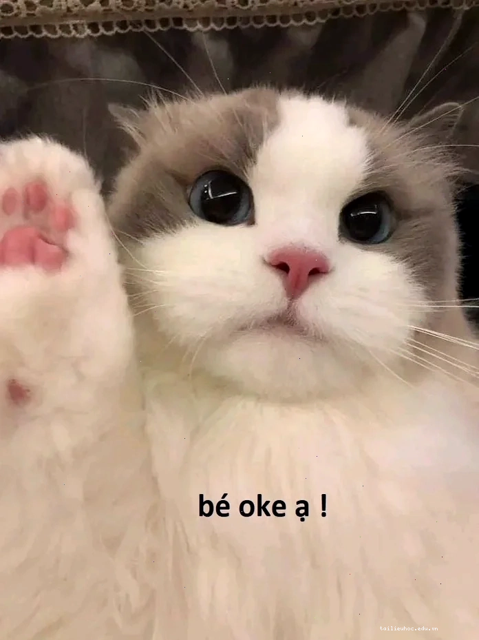 Mèo ok bất ngờ mèo ok meme
