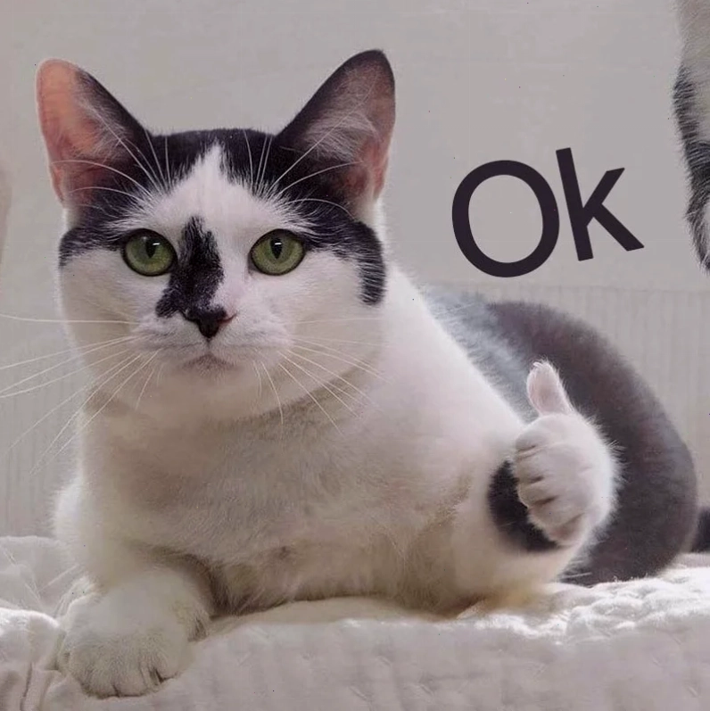 Mèo ok bất lực mèo ok meme