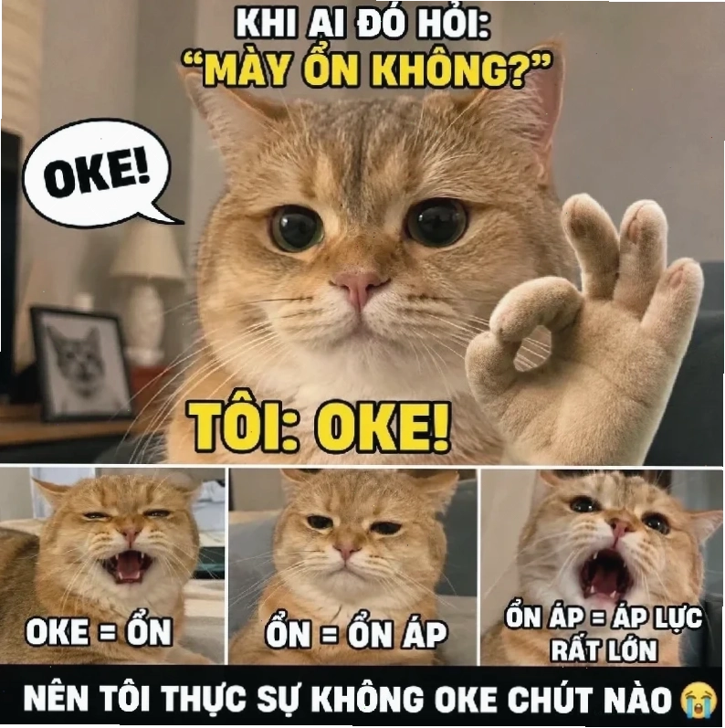 Mèo ok hài hước mèo ok meme