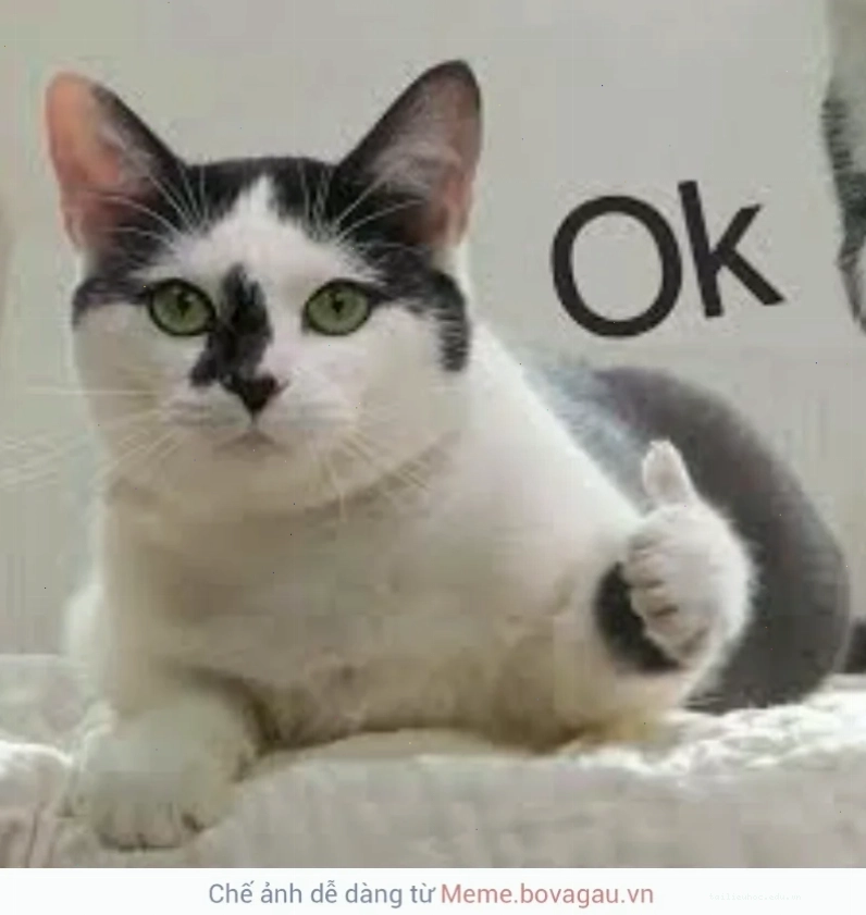 Mèo ok thất vọng mèo ok meme