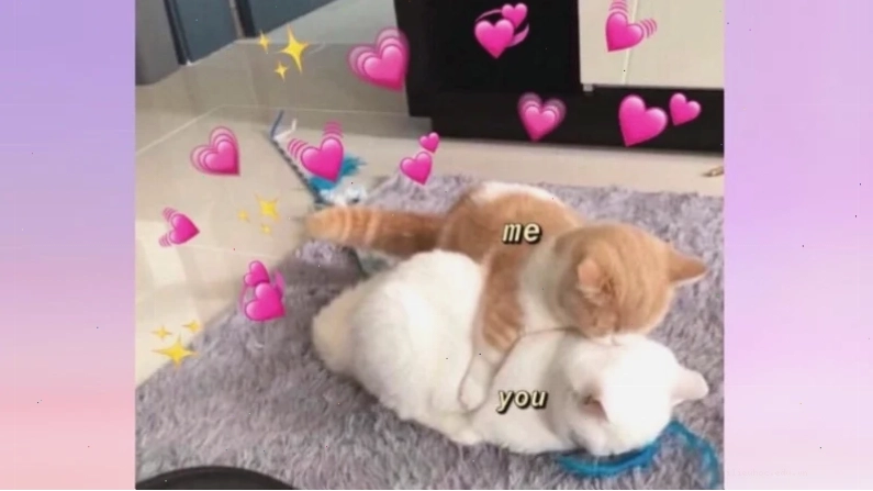Mèo ôm nhau chào ngày mới