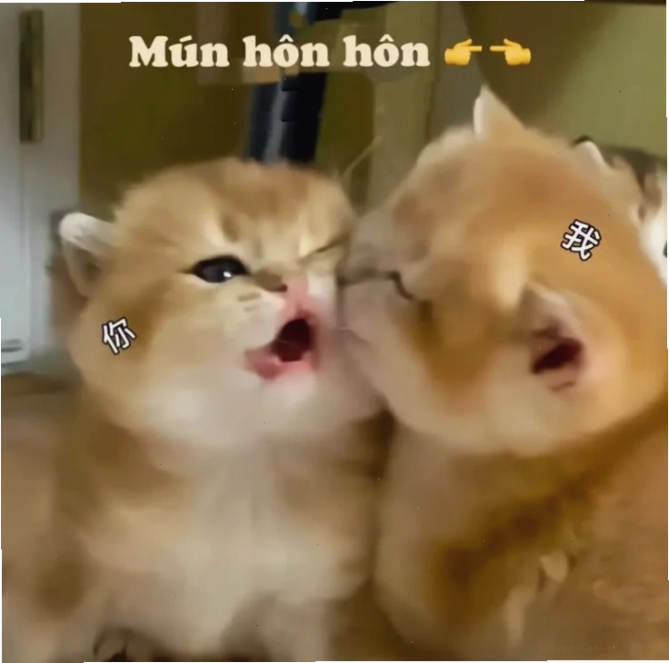Mèo ôm nhau cực kỳ tình cảm