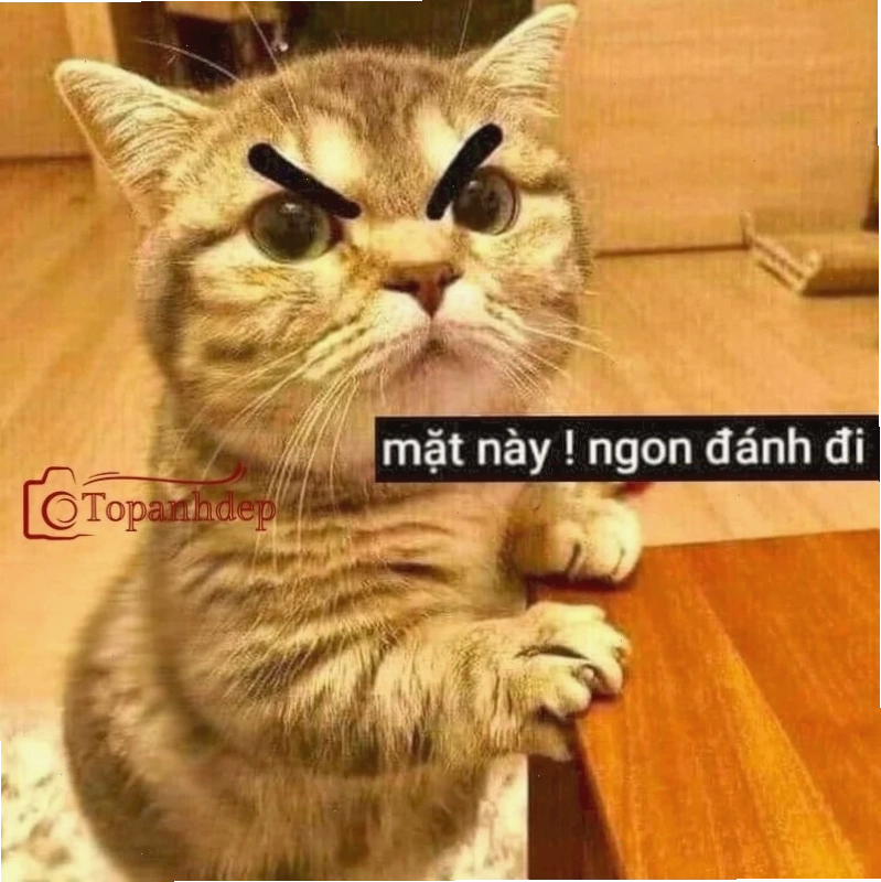 mèo đánh nhau mèo ôm nhau cười
