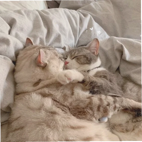Mèo ôm nhau khi chơi đùa