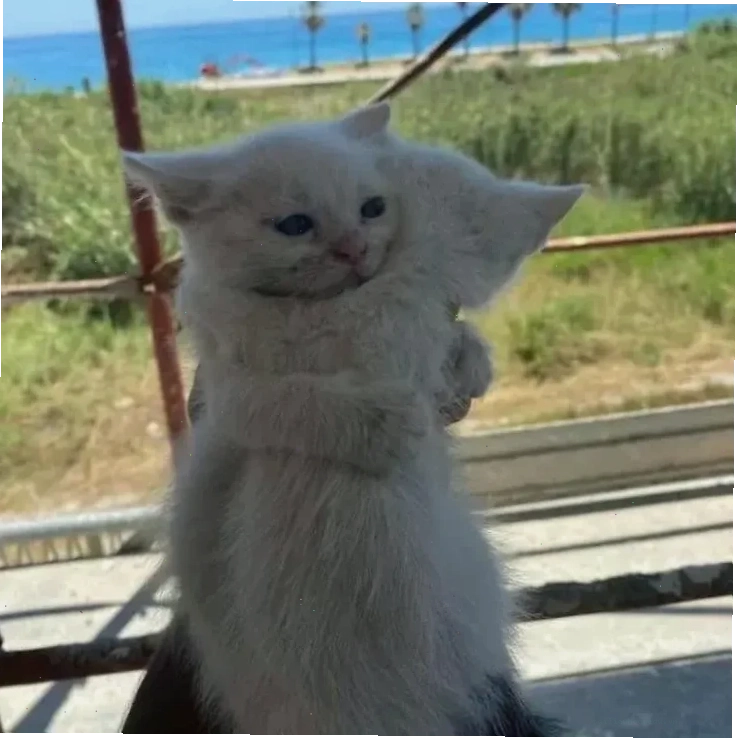 Mèo ôm nhau khi cùng ăn