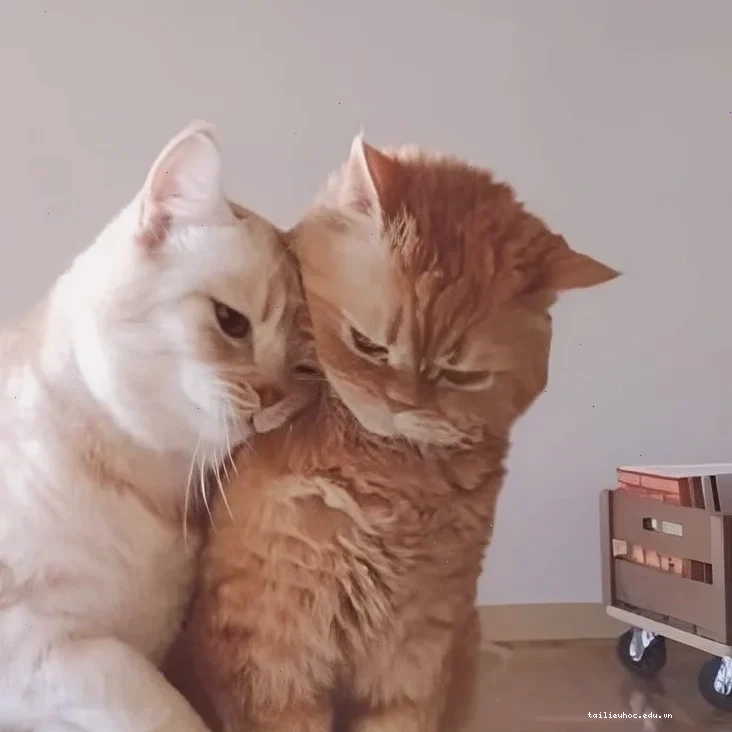 Mèo ôm nhau thân thiết bên cửa sổ