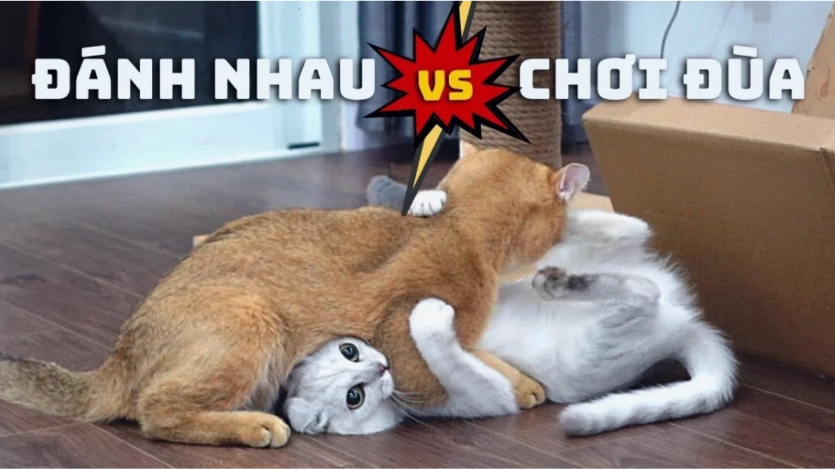 mèo đánh nhau mèo so găng
