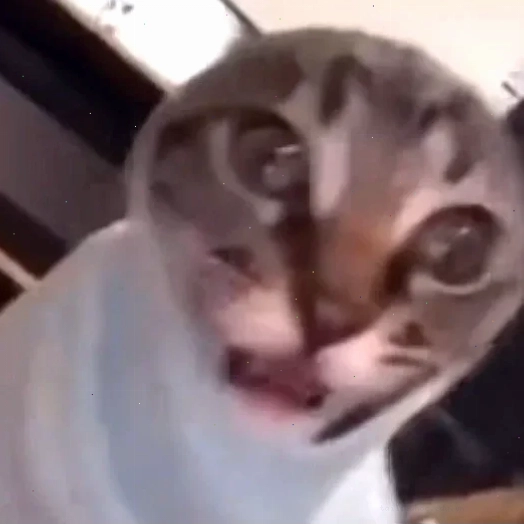 Mèo bất lực Mèo sợ hãi meme dáng ngồi bất lực