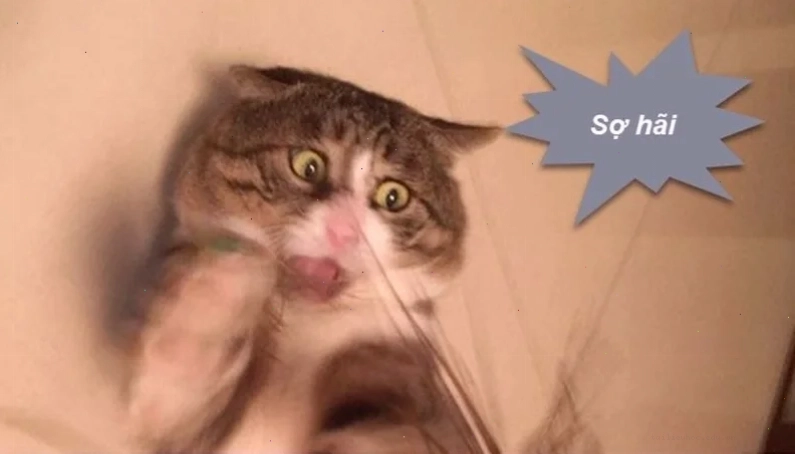 Mèo bất ngờ Mèo sợ hãi meme khi bị gọi tên