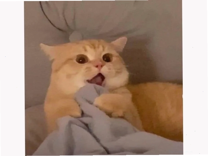 Mèo nhăn mặt Mèo sợ hãi meme nhăn mặt