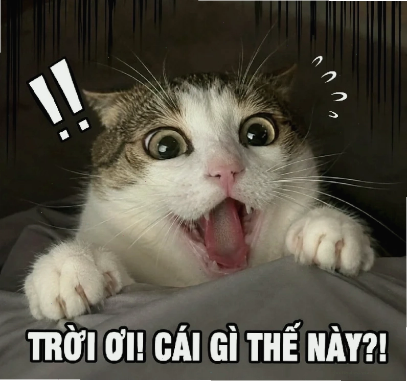 Mèo ôm đầu Mèo sợ hãi meme ôm đầu