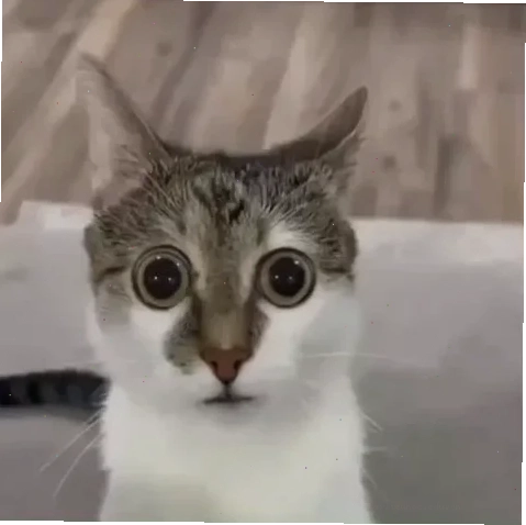 Mèo rớt mồ hôi Mèo sợ hãi meme rớt mồ hôi